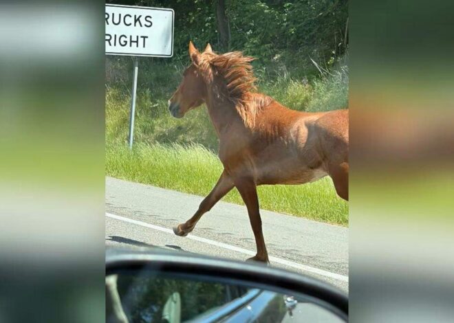 10 mustangs are still running loose in Iredell County. Horse owner charged