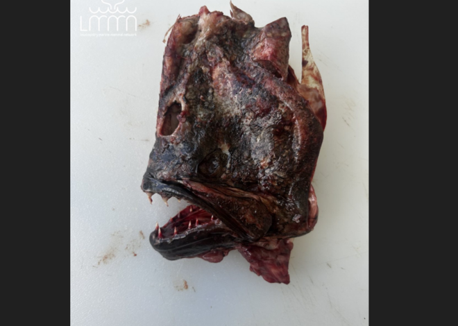 Dead dolphin had something eerie stuck in its esophagus, SC experts discover