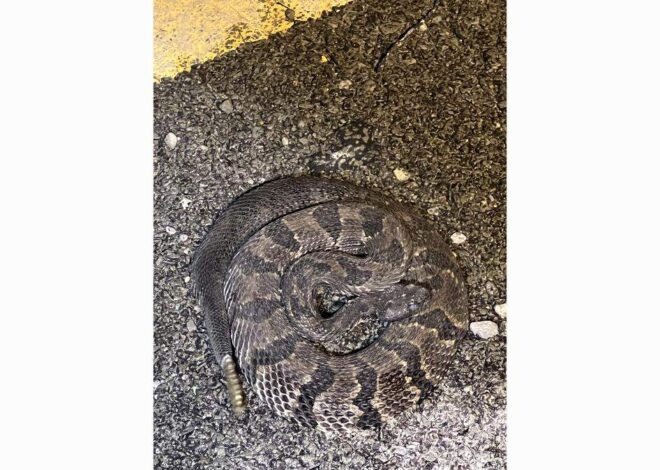 Rattlesnakes are part of the routine for workers rebuilding I-40 in Western NC