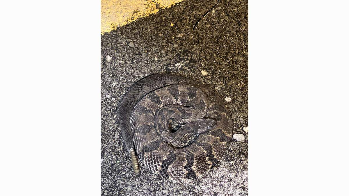Rattlesnakes are part of the routine for workers rebuilding I-40 in Western NC