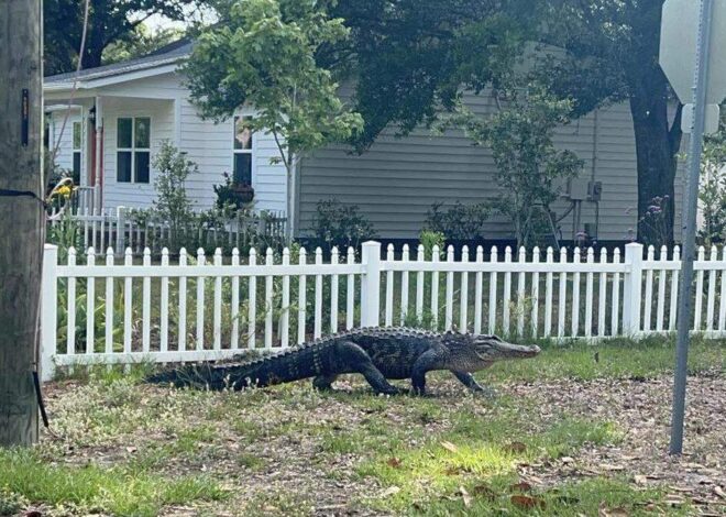 Large alligator calmly walked house to house like a stray dog, NC officials say
