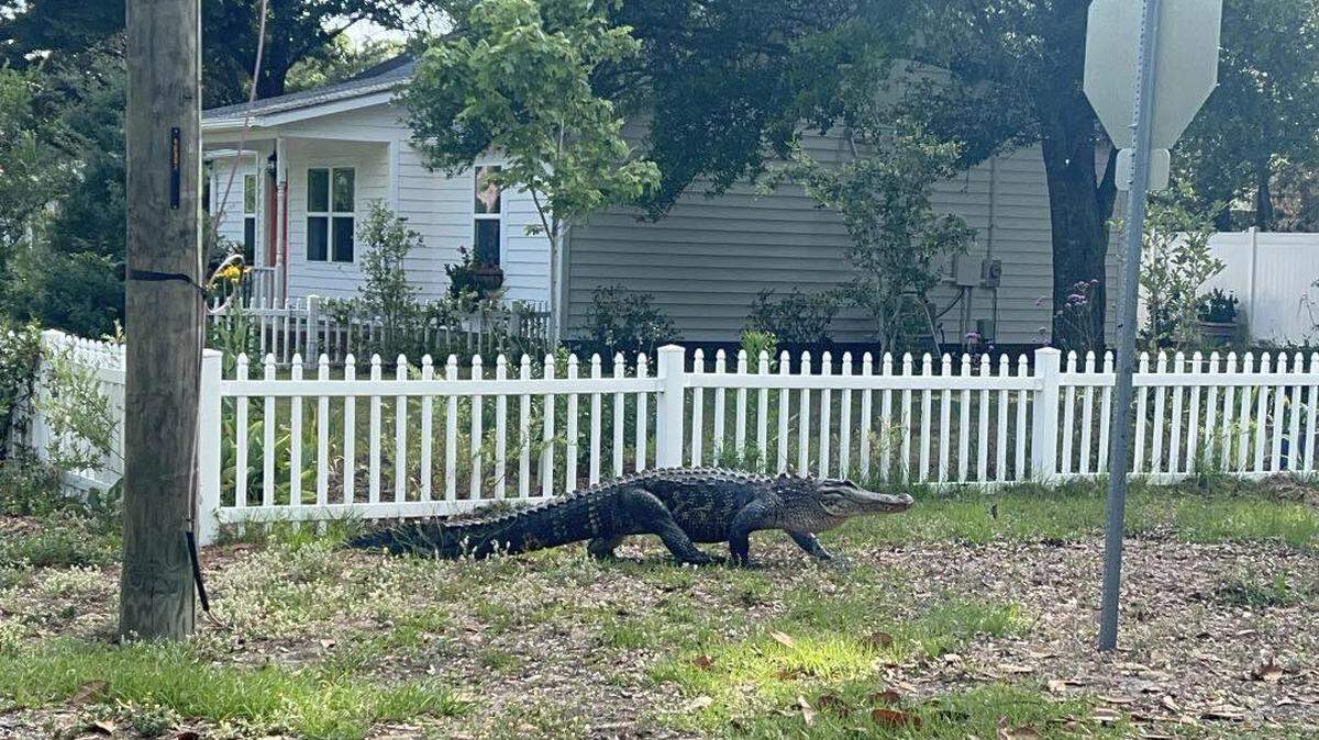 Large alligator calmly walked house to house like a stray dog, NC officials say