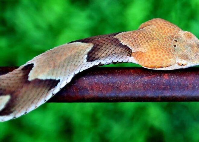 Can you keep copperheads away from your home? NC experts share tips to stay safe