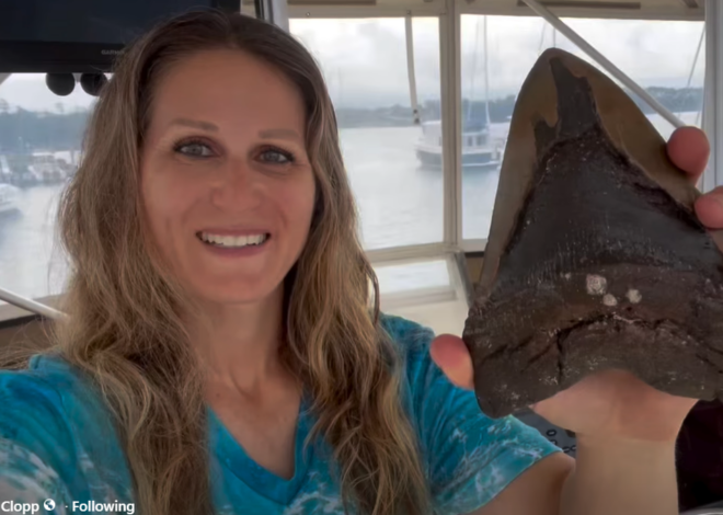 Megalodon shark tooth near 7 inches found off North Carolina coast, diver says