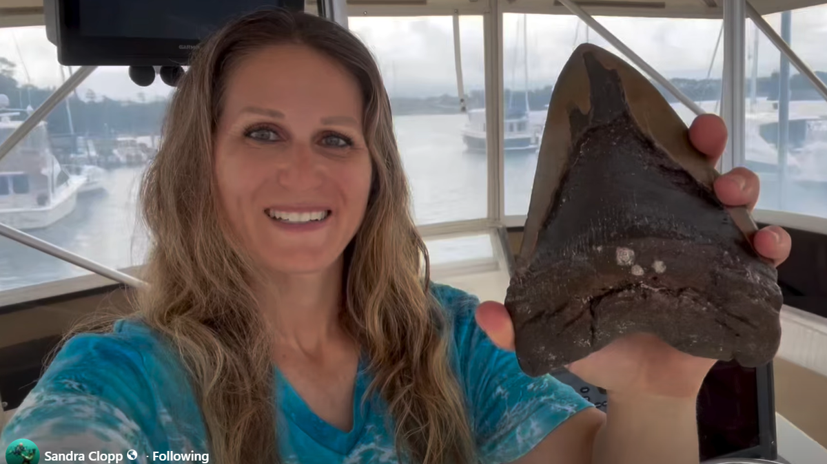 Megalodon shark tooth near 7 inches found off North Carolina coast, diver says