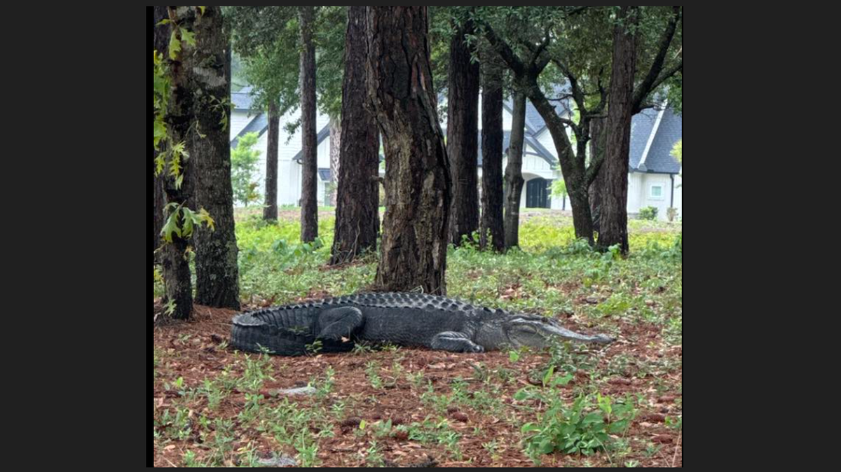 Watch as 400-pound alligator takes on 4 North Carolina officers in tug-of-war