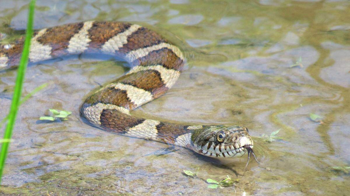 Is it a copperhead or a non-venomous lookalike? How to tell the difference in NC