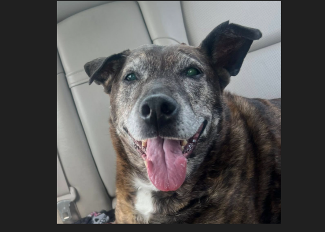 Missing deaf dog walked an amazing 5 miles, then things got scary, NC rescuers say