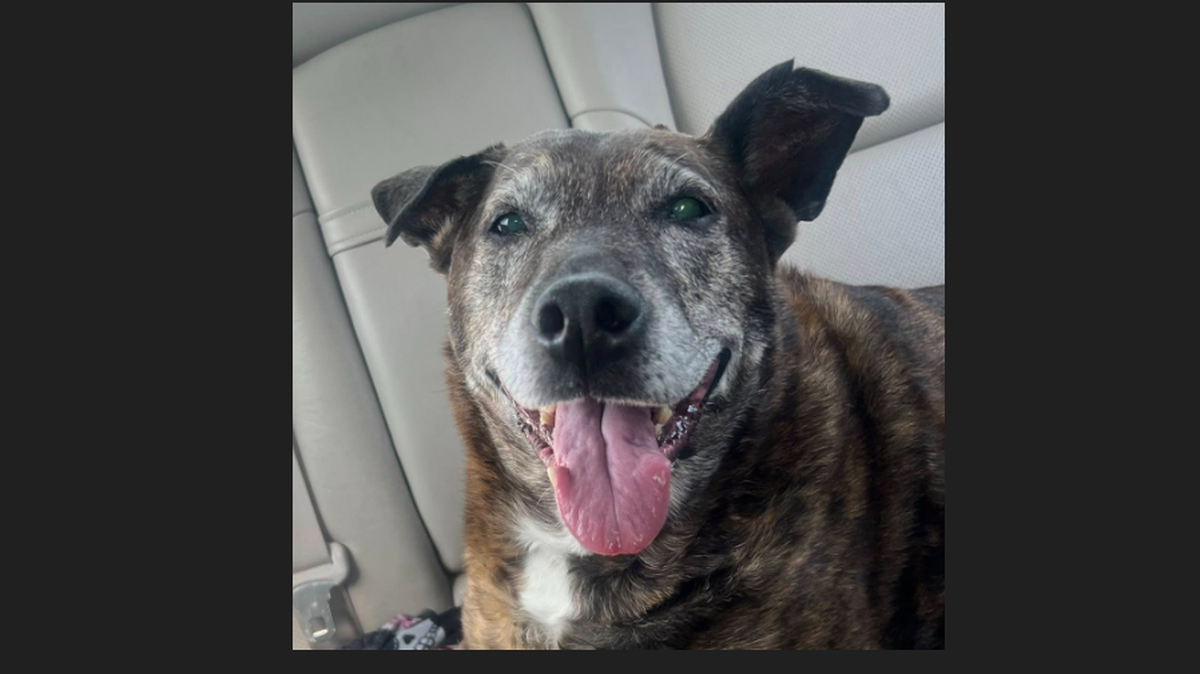 Missing deaf dog walked an amazing 5 miles, then things got scary, NC rescuers say