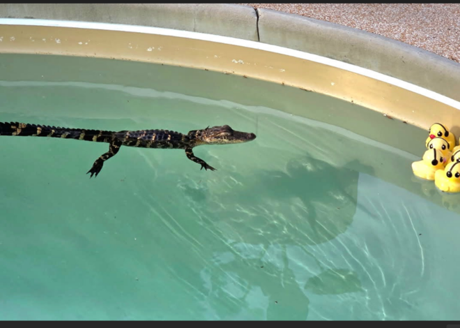 Young alligator shows up in NC man’s pool and refuses to leave. ‘He’s got dibs’