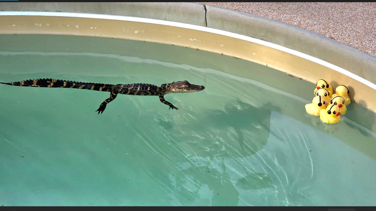 Young alligator shows up in NC man’s pool and refuses to leave. ‘He’s got dibs’