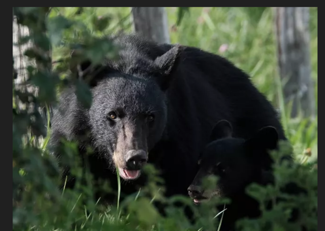 What to do if you come across a bear with your dog? How to stay safe in NC