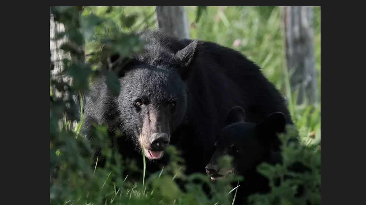 What to do if you come across a bear with your dog? How to stay safe in NC