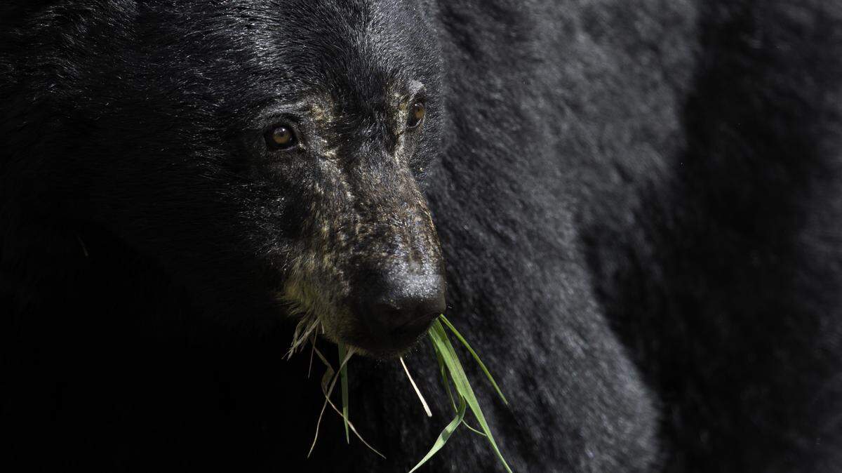 ‘Aggressive’ bear pokes hiker with its nose in Great Smoky Mountains, park says