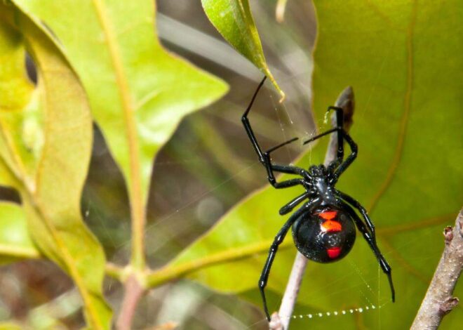 2 venomous spiders are active in North Carolina. Here’s how to spot them