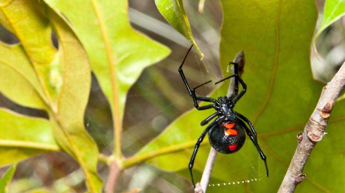2 venomous spiders are active in North Carolina. Here’s how to spot them