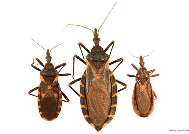 Disease-carrying ‘kissing bugs’ are in NC. Info about the dangerous insects