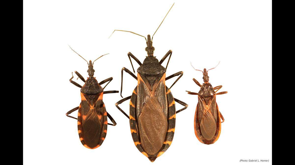 Disease-carrying ‘kissing bugs’ are in NC. Info about the dangerous insects