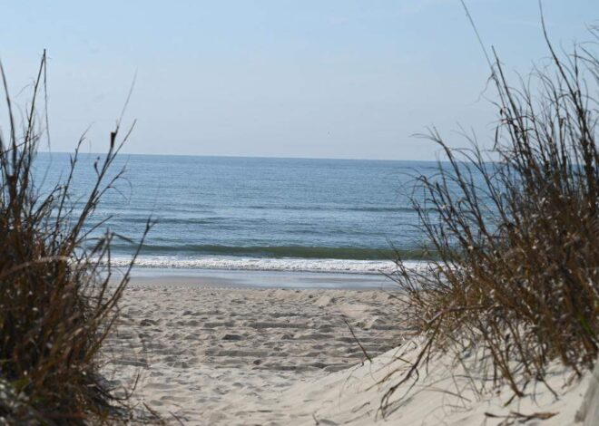 200-pound sea creature found dead on NC beach was likely hit by boat, team says