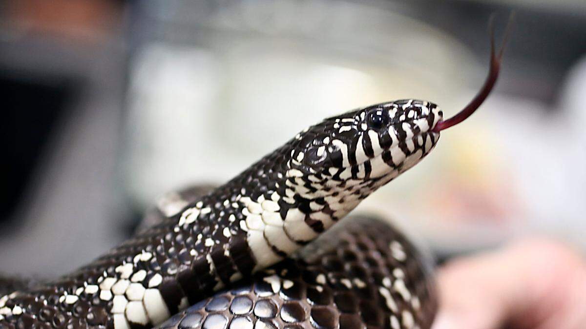 This ‘secretive’ NC snake eats copperheads. What it looks like & where it lives