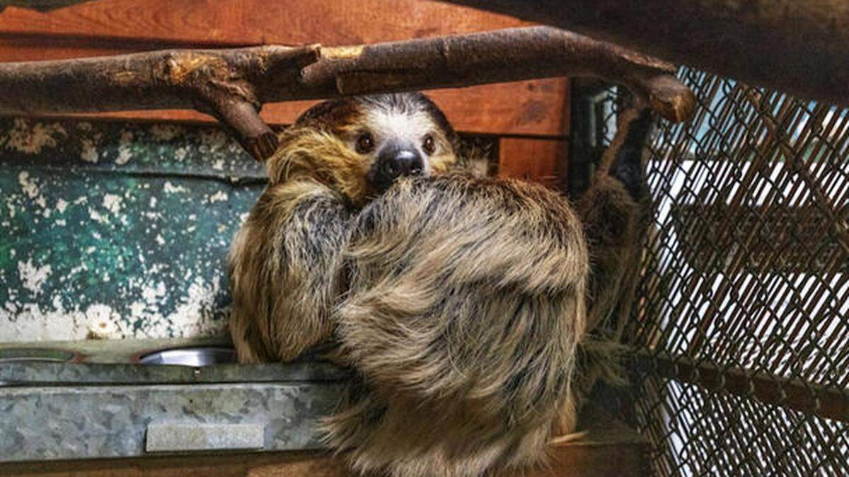 Child bitten by sloth at NC safari park, USDA inspection report says