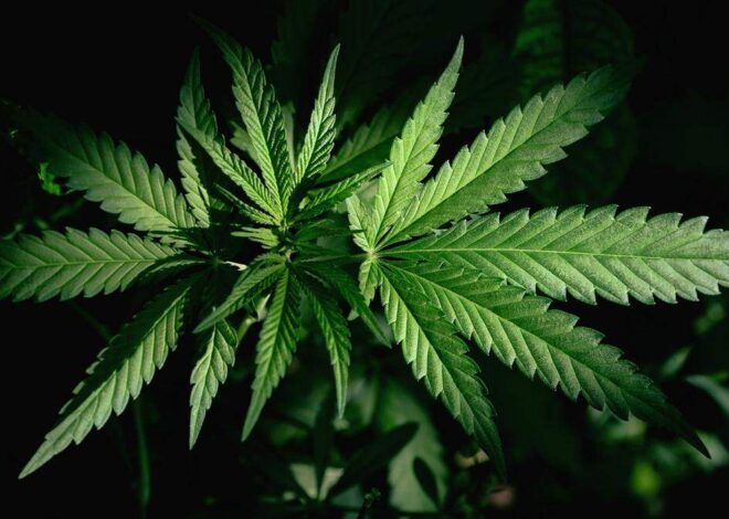 Legalize marijuana in NC? Sure. But we need to save hemp first | Opinion