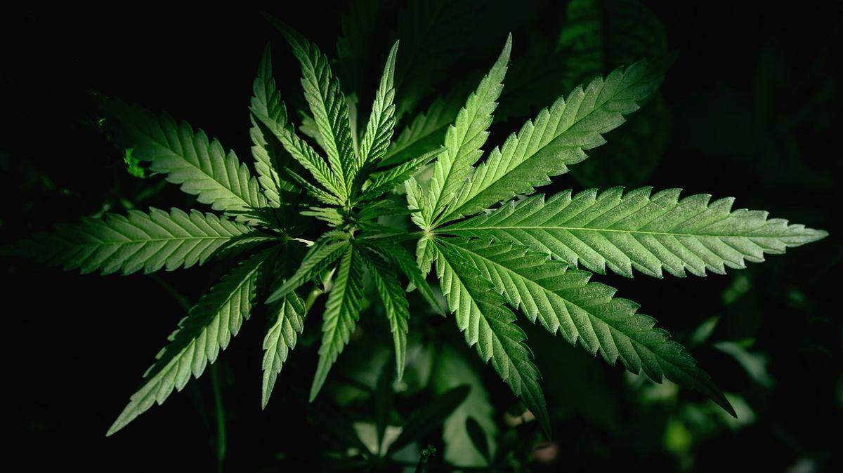 Legalize marijuana in NC? Sure. But we need to save hemp first | Opinion