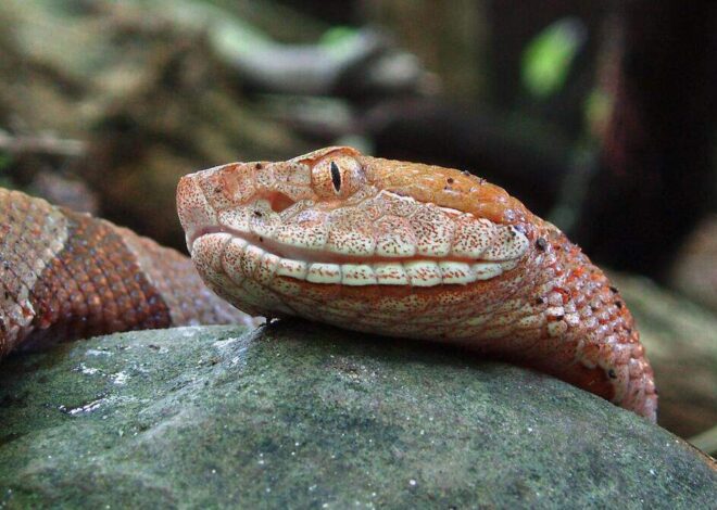 Do you need antivenom after a copperhead snake bite? An NC doctor explains