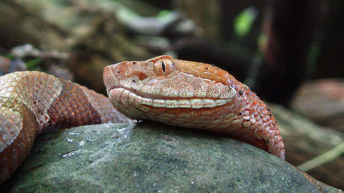 Do you need antivenom after a copperhead snake bite? An NC doctor explains