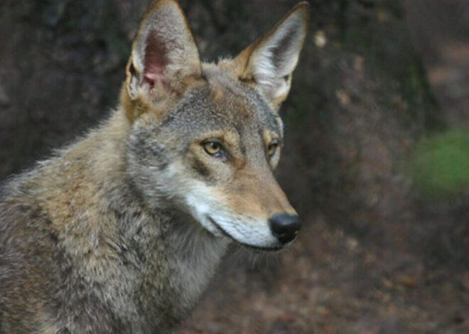 Coyotes are all over NC, including downtown Charlotte. How to scare them off