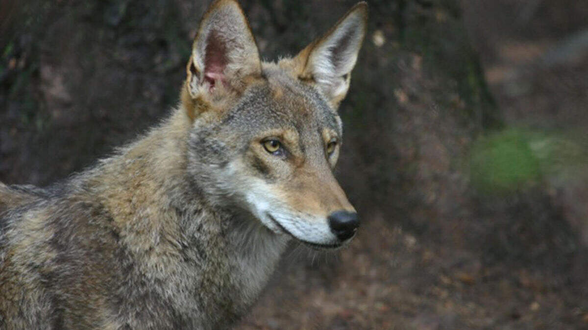 Coyotes are all over NC, including downtown Charlotte. How to scare them off