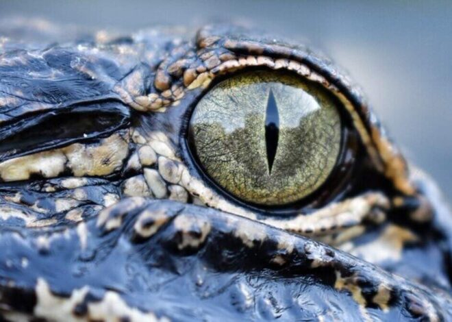 NC has lots of alligators. Here’s where you’re most likely to see one
