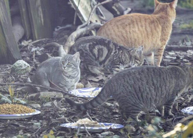 Can I feed or pet stray cats in Charlotte? What the law says