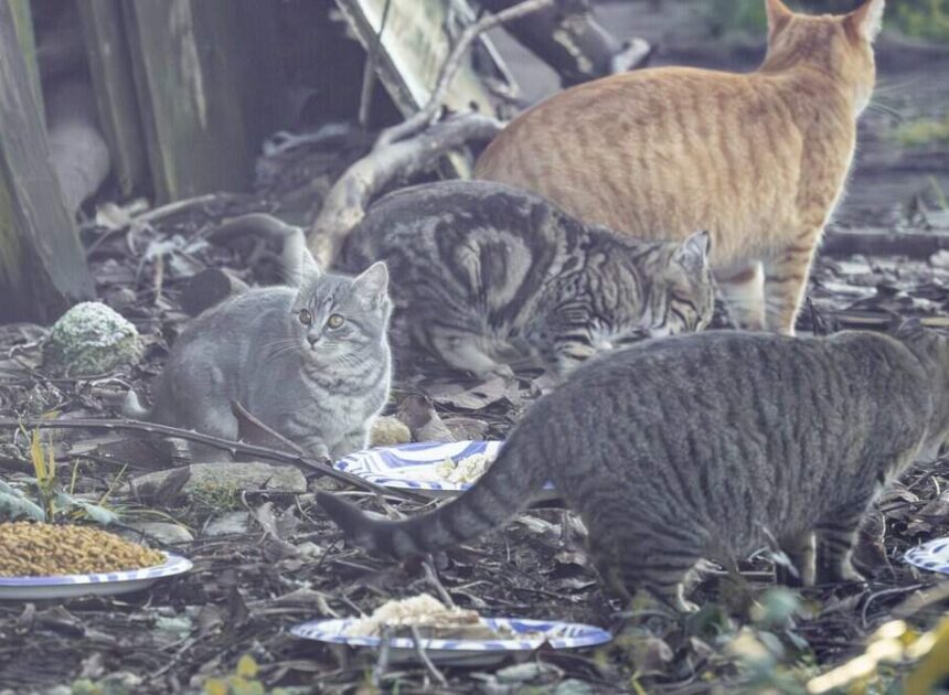 Can I feed or pet stray cats in Charlotte? What the law says