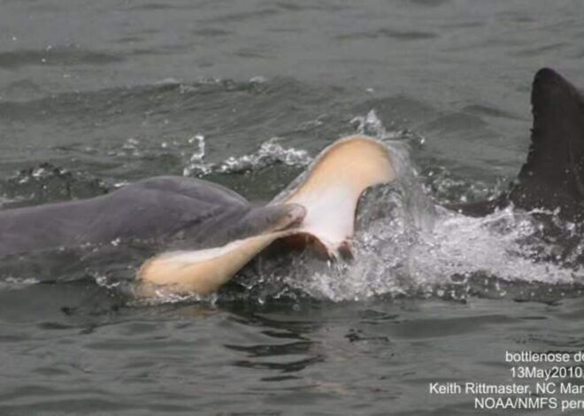 Mysterious cause of dolphin’s death found lodged behind its skull, NC experts say