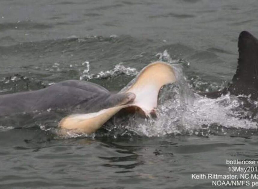 Mysterious cause of dolphin’s death found lodged behind its skull, NC experts say