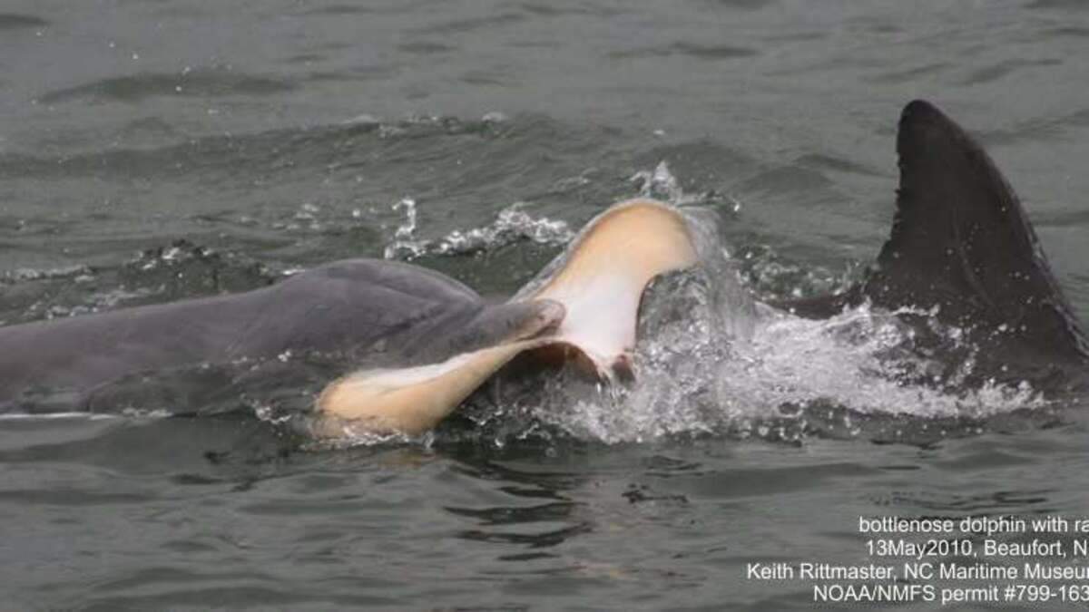 Mysterious cause of dolphin’s death found lodged behind its skull, NC experts say