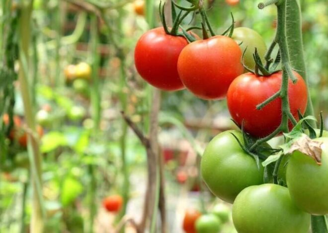 Is it the extreme heat or drought killing your NC tomato plants? Probably both
