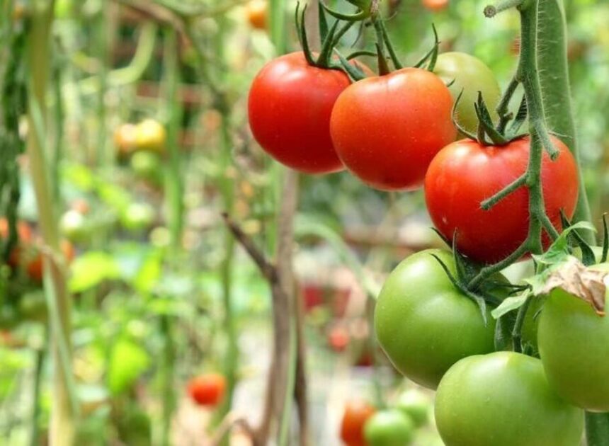 Is it the extreme heat or drought killing your NC tomato plants? Probably both