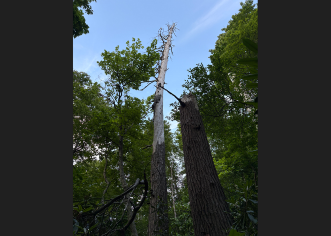 Dead tree in remote NC is hiding colony of rarely seen creatures, biologists say