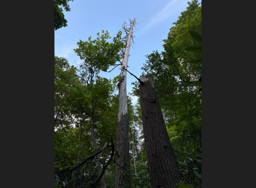 Dead tree in remote NC is hiding colony of rarely seen creatures, biologists say
