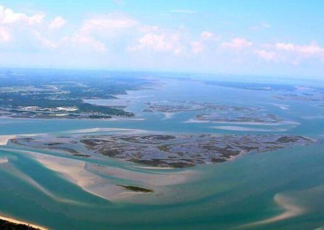 Swarm of creatures made it seem ‘the ground was moving’ on NC island. See video