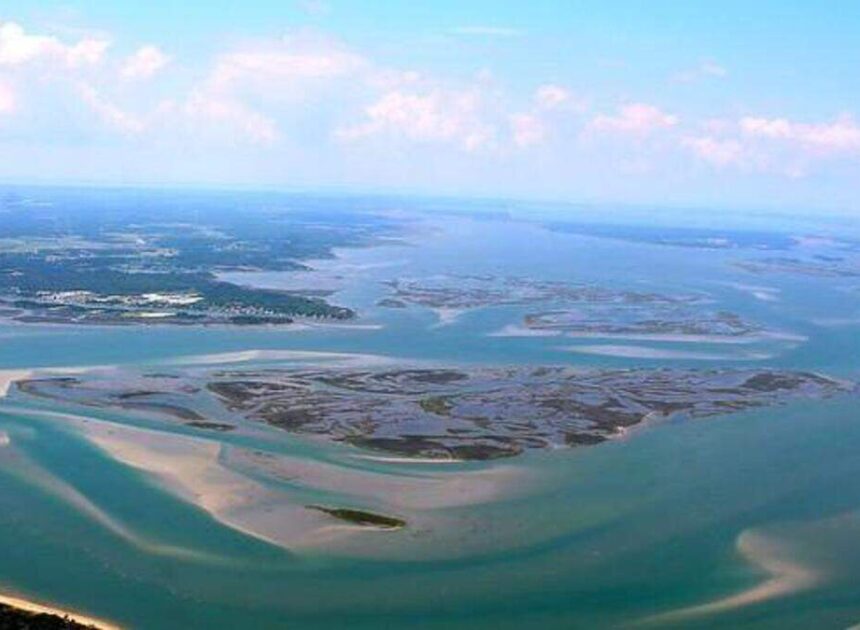 Swarm of creatures made it seem ‘the ground was moving’ on NC island. See video