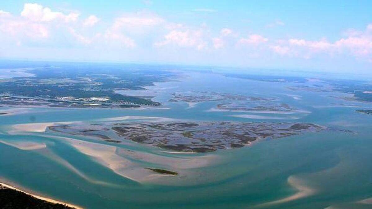 Swarm of creatures made it seem ‘the ground was moving’ on NC island. See video