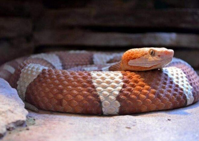 World Cup athletes get a real NC experience: a copperhead snake at base camp