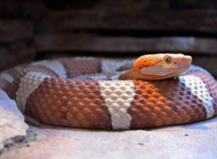 World Cup athletes get a real NC experience: a copperhead snake at base camp