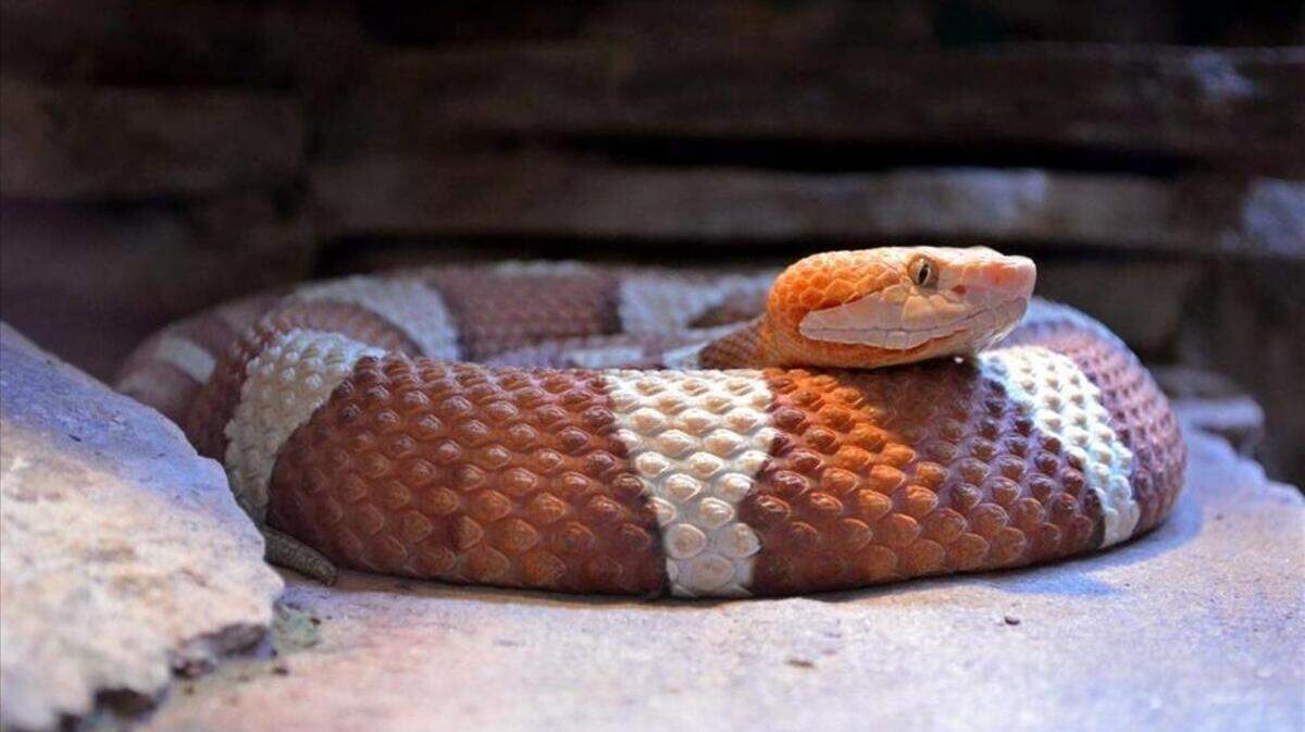 World Cup athletes get a real NC experience: a copperhead snake at base camp