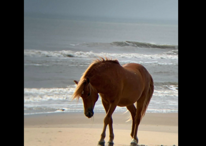 Tourists find ‘beloved’ wild stallion dead on NC’s Outer Banks, herd officials say