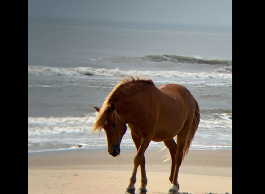 Tourists find ‘beloved’ wild stallion dead on NC’s Outer Banks, herd officials say