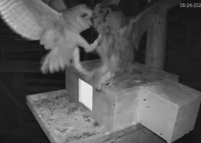 Tragedy befalls North Carolina’s famous barn owl reality show. One owl is killed